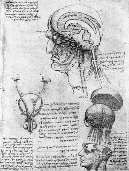 The Architect of Reality: Unlocking Universal Mind Through Da Vinci’s Hidden Code